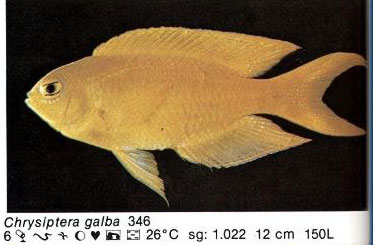 Chrysiptera galba